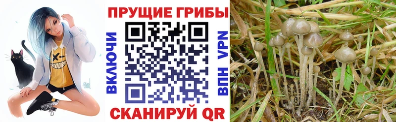 omg вход  Верхотурье  Галлюциногенные грибы мухоморы 